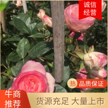 藤本月季爬藤月季棒棒糖月季欧月系列国月系列