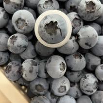 【蓝莓】基地供应品质保证坏单保证一件坏单包赔
