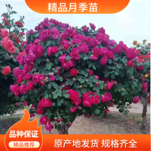 藤本月季树桩月季棒棒糖月季自家苗圃基地一手货源批发
