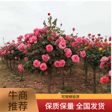 树桩月季自家苗圃基地一手货源质量保证价格美丽