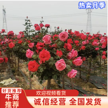 月季树状月季古桩月季树桩月季自家苗圃基地一手货源