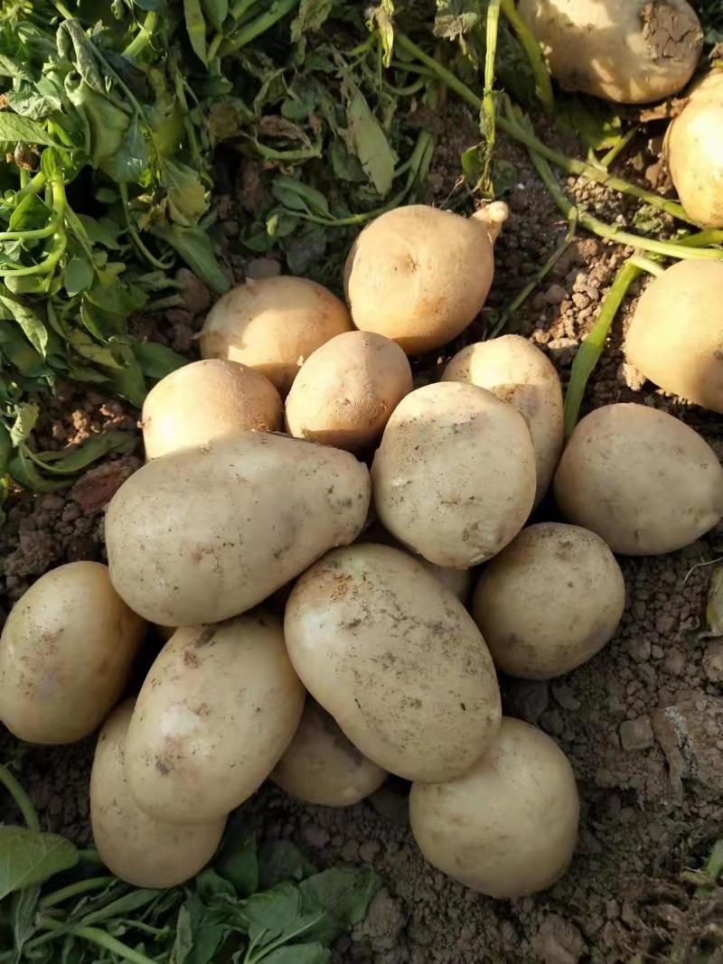 云南精品土豆丽薯6号产地直销货源充足质优价廉可视频看货