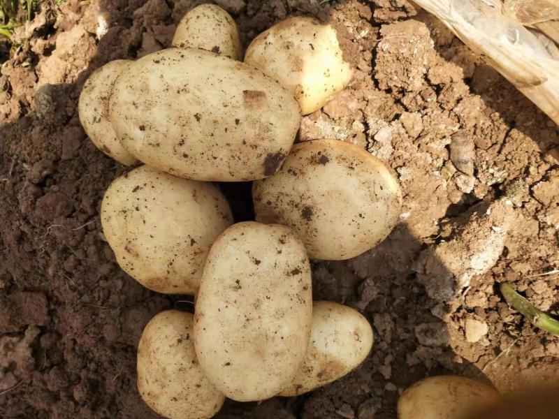 云南精品土豆丽薯6号产地直销货源充足质优价廉可视频看货