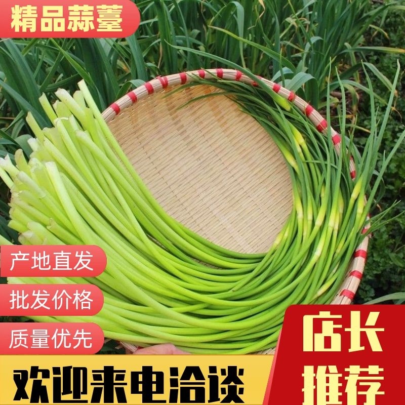 【精选】周口淮阳蒜苔，自家种植，农家批发，红帽蒜薹蒜毫