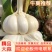 【精选】河南周口万亩基地大蒜，扒皮蒜，把子蒜，鲜蒜，干蒜