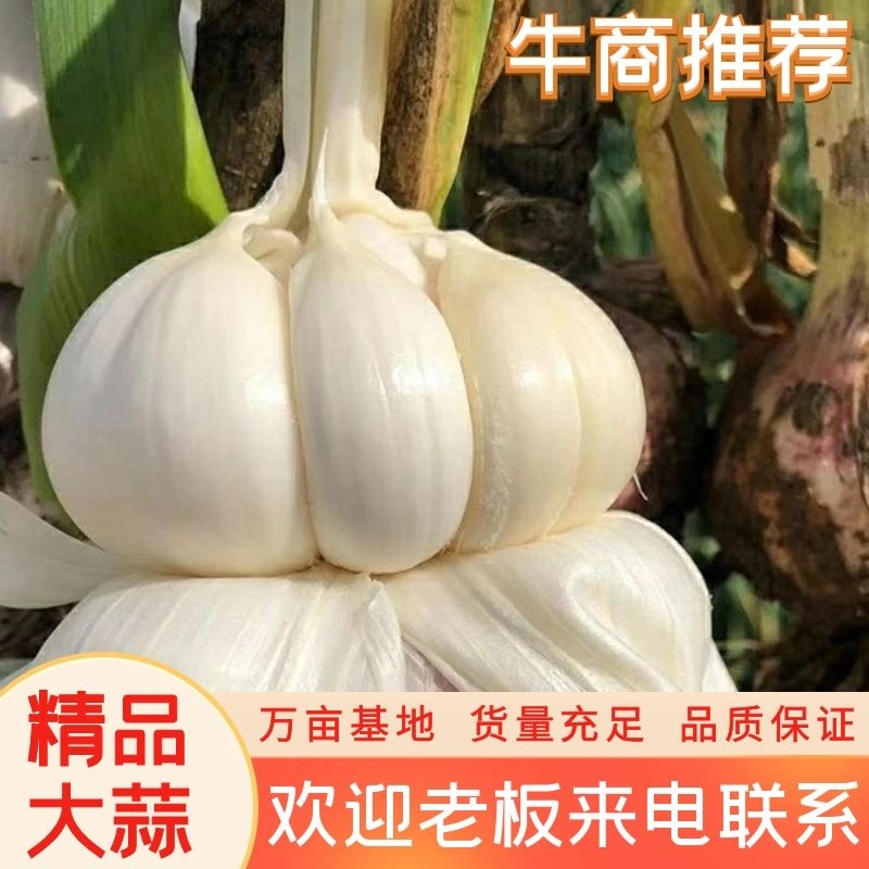 【精选】河南周口万亩基地大蒜，扒皮蒜，把子蒜，鲜蒜，干蒜