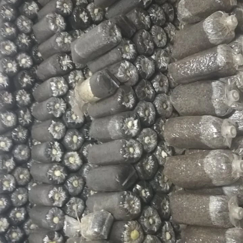 草菇菌种，栽培菌种母种，原种，栽培种，给栽培技术包回收