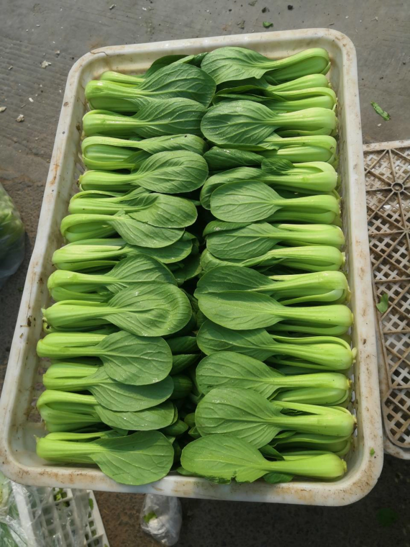 精品上海青油菜一手货源基地直发质量保障可视频看货欢迎来电