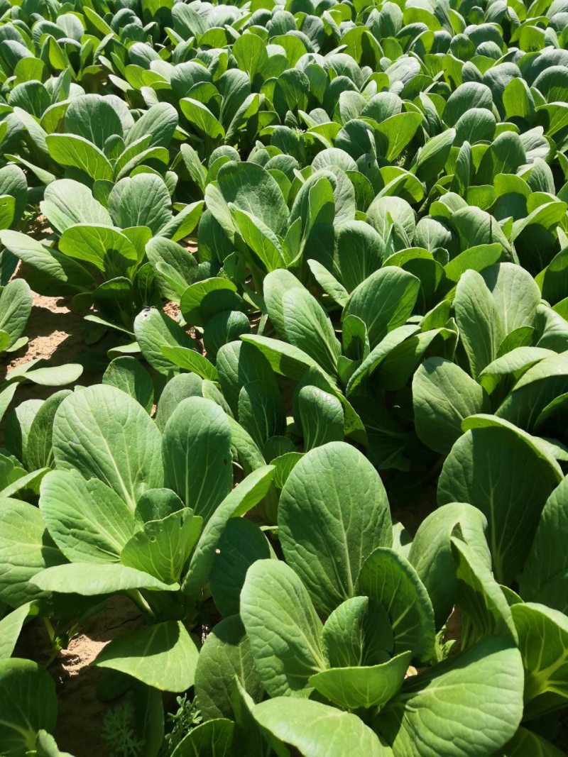 精品上海青油菜一手货源基地直发质量保障可视频看货欢迎来电