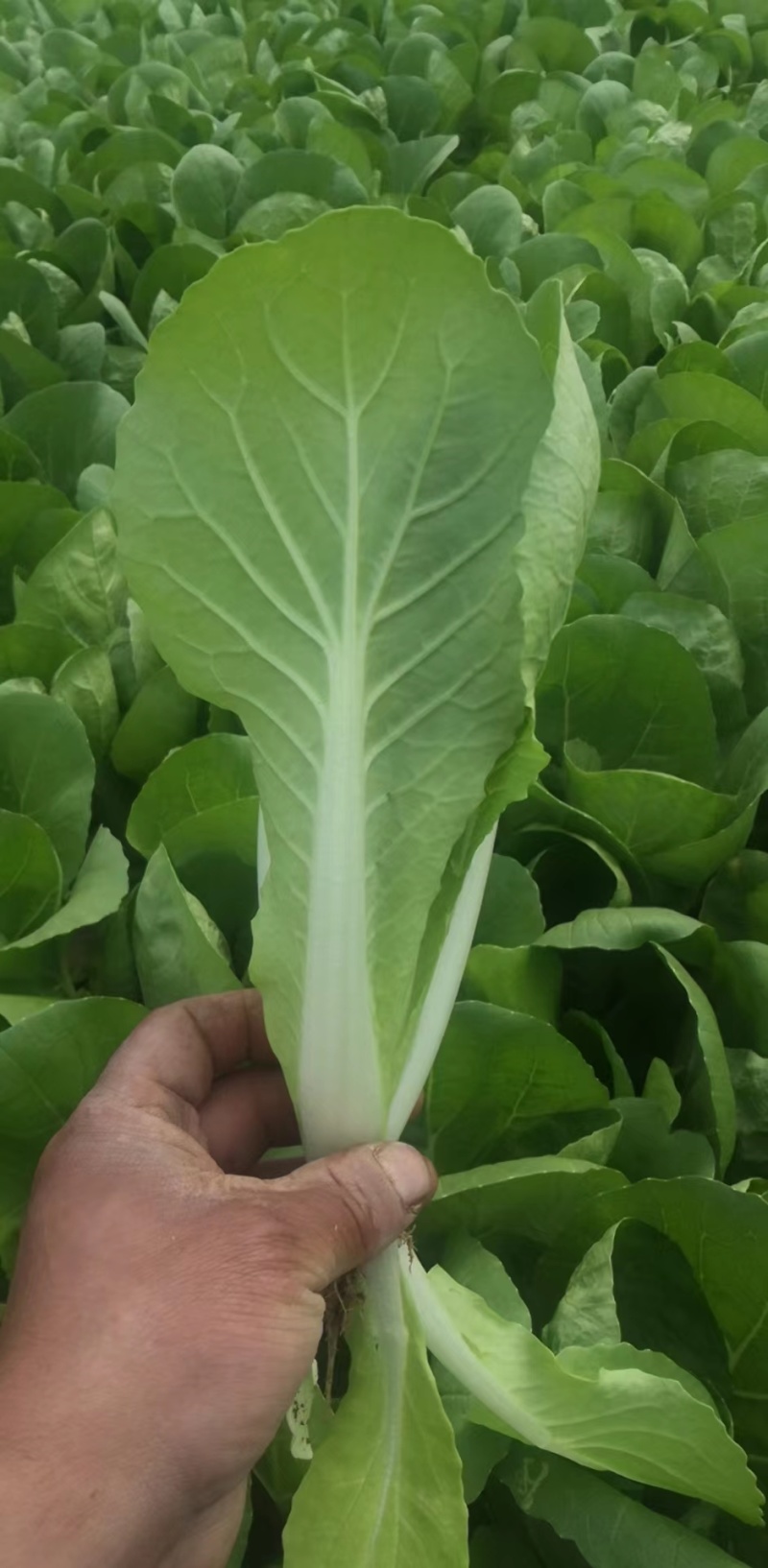 山东精品奶白菜一手货源基地直发视频看货质量保障欢迎联系