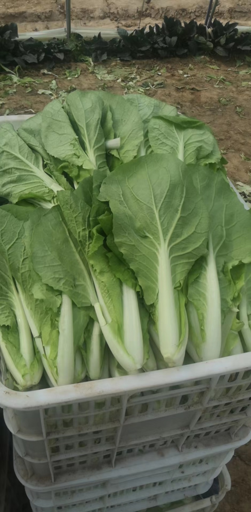 山东精品奶白菜一手货源基地直发视频看货质量保障欢迎联系