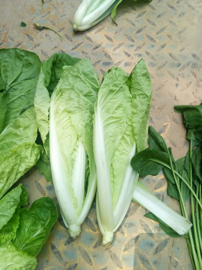 山东精品奶白菜一手货源基地直发视频看货质量保障欢迎联系