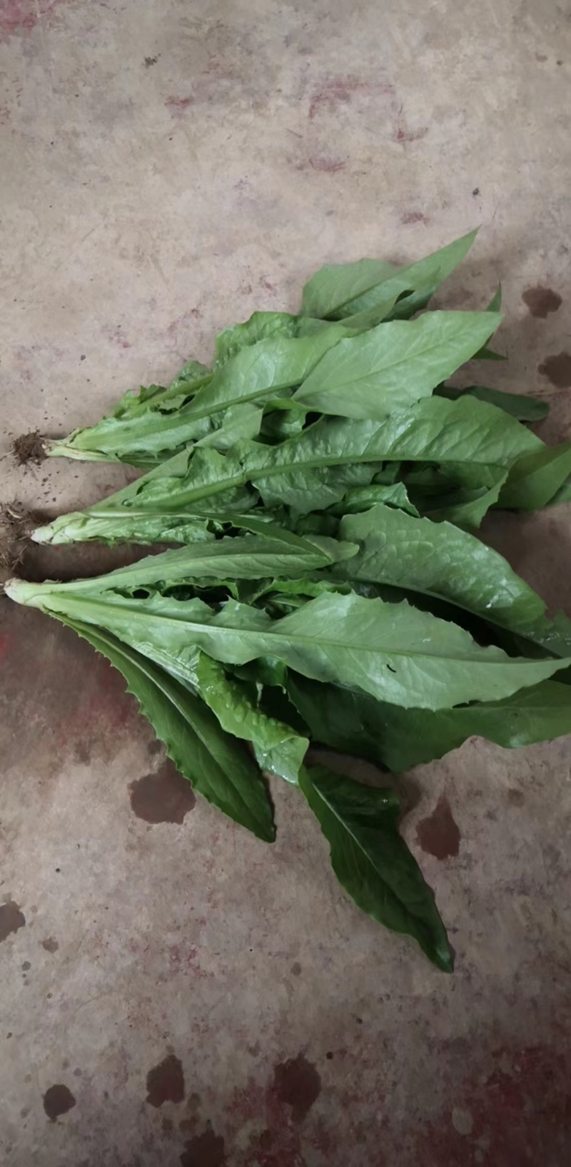 山东油麦菜量大从优视频看货质量保障现摘现发欢迎来电合作