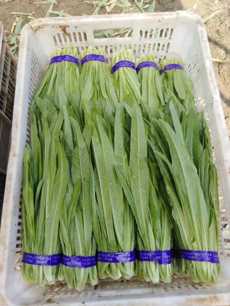 山东油麦菜量大从优视频看货质量保障现摘现发欢迎来电合作