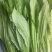 山东油麦菜量大从优视频看货质量保障现摘现发欢迎来电合作