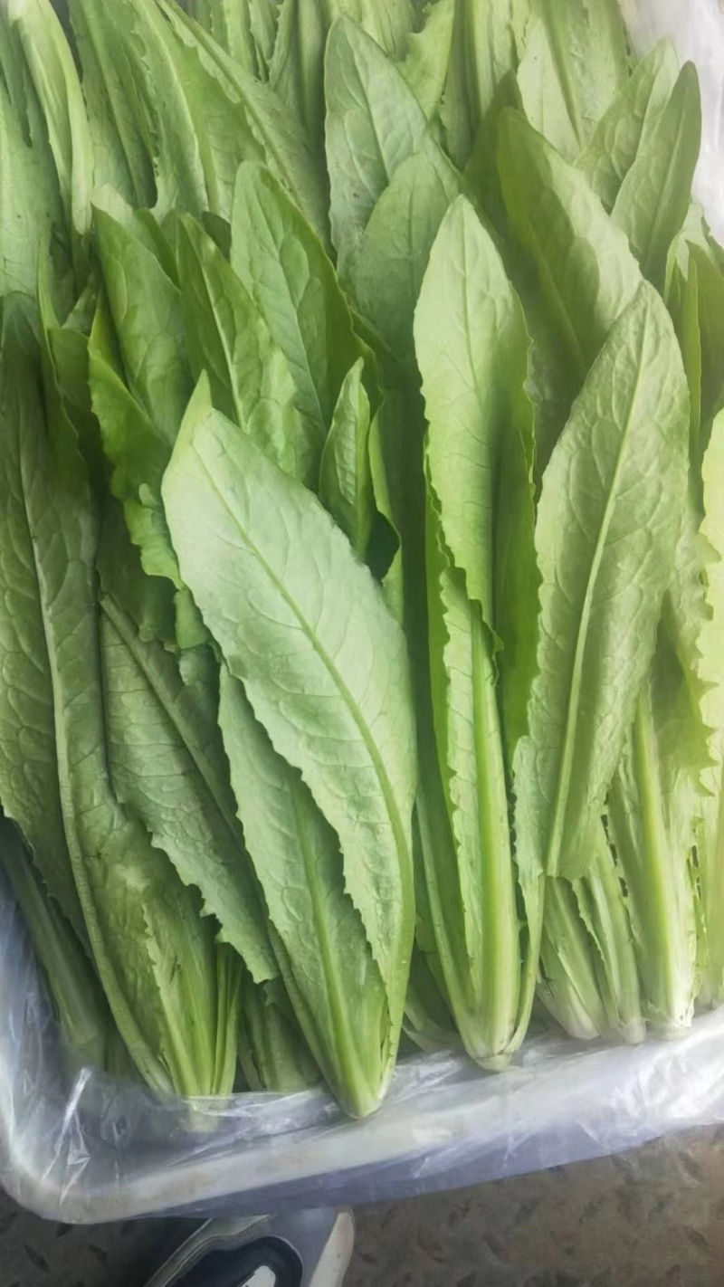 山东油麦菜量大从优视频看货质量保障现摘现发欢迎来电合作