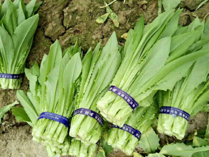 山东油麦菜量大从优视频看货质量保障现摘现发欢迎来电合作
