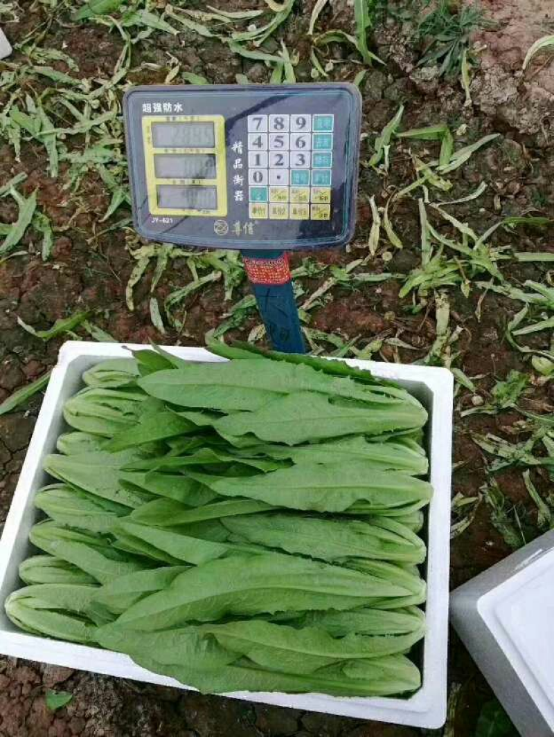 山东油麦菜量大从优视频看货质量保障现摘现发欢迎来电合作