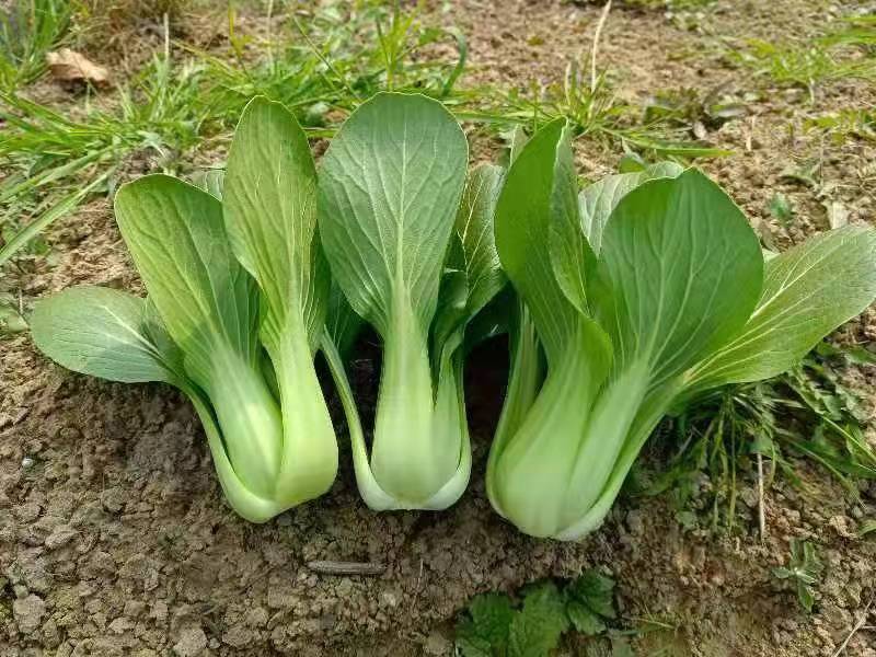 精品上海青油菜一手货源基地直发质量保障可视频看货欢迎来电