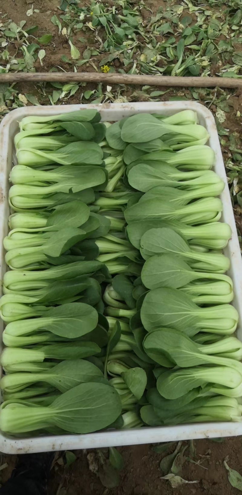 精品上海青油菜一手货源基地直发质量保障可视频看货欢迎来电