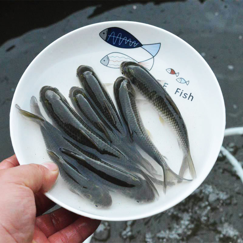 草鱼鱼苗鲩鱼