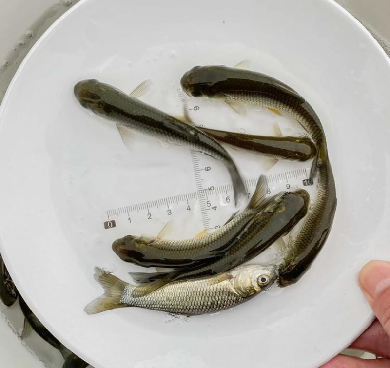 草鱼鱼苗鲩鱼