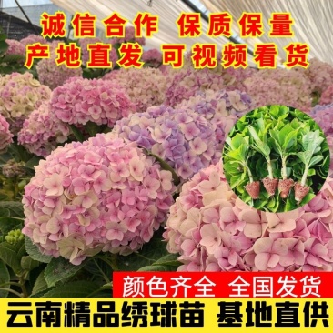 绣球苗又名无尽夏，八仙花基地直供质优价廉