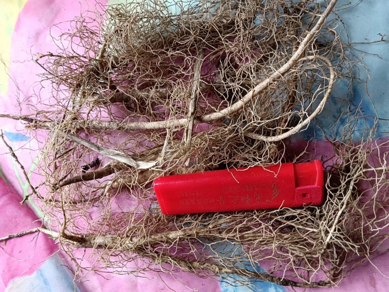 白鲜皮种苗（辽宁本地品种）供货量大质量保证技术指导