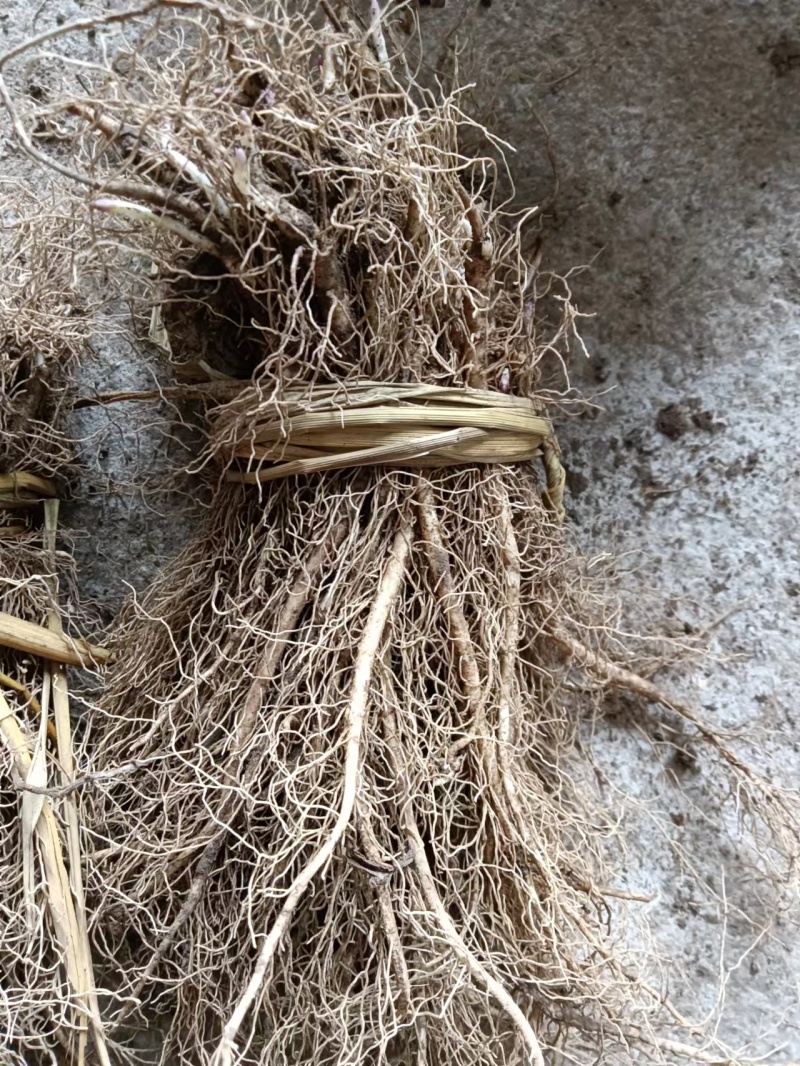 白鲜皮种苗（辽宁本地品种）供货量大质量保证技术指导
