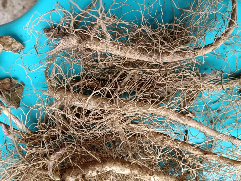 白鲜皮种苗（辽宁本地品种）供货量大质量保证技术指导