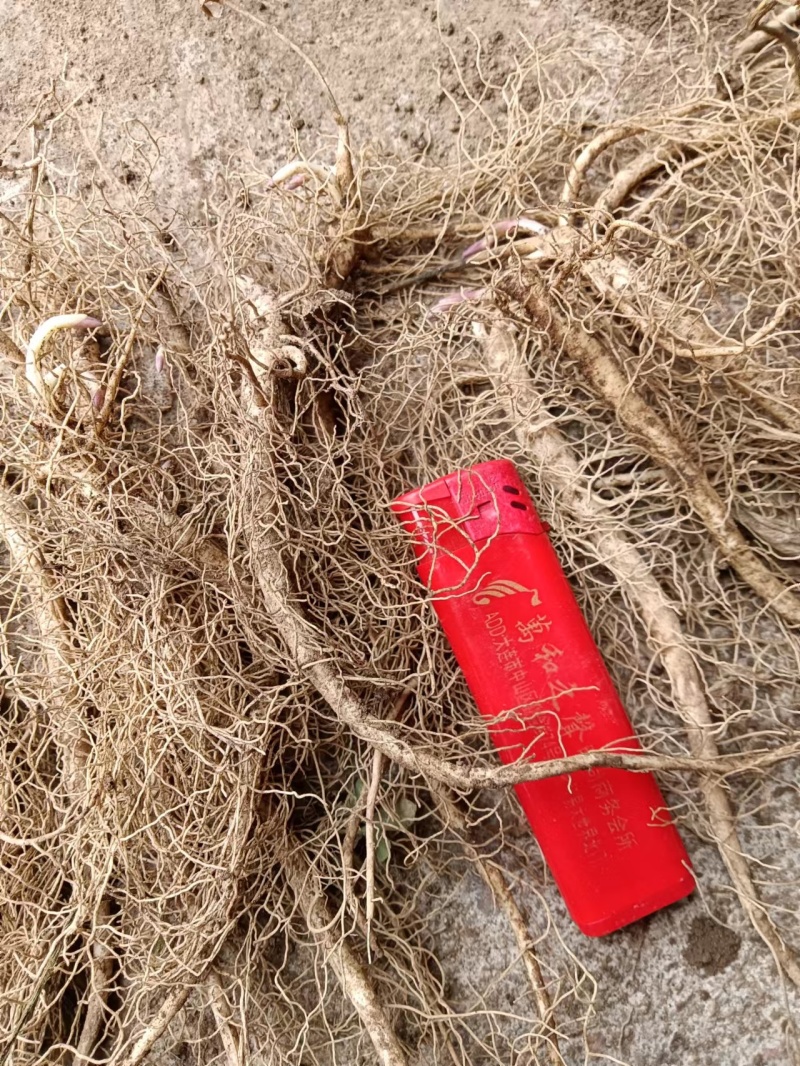 白鲜皮种苗（辽宁本地品种）供货量大质量保证技术指导
