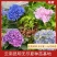 绣球苗又名无尽夏，八仙花基地直供质优价廉