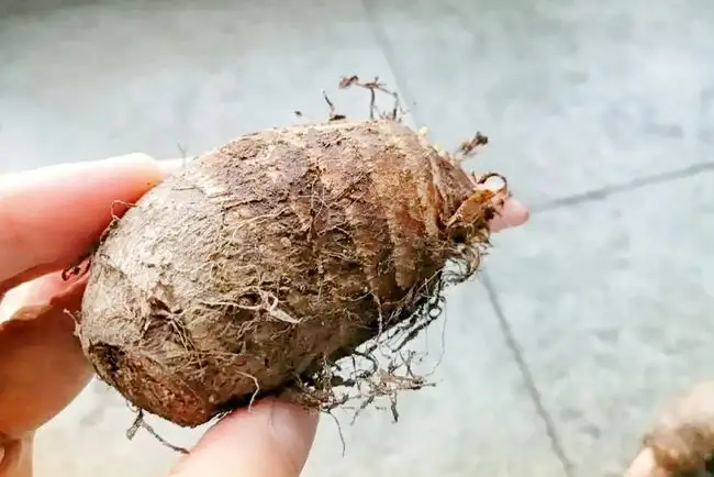 芋头炖汤场景图