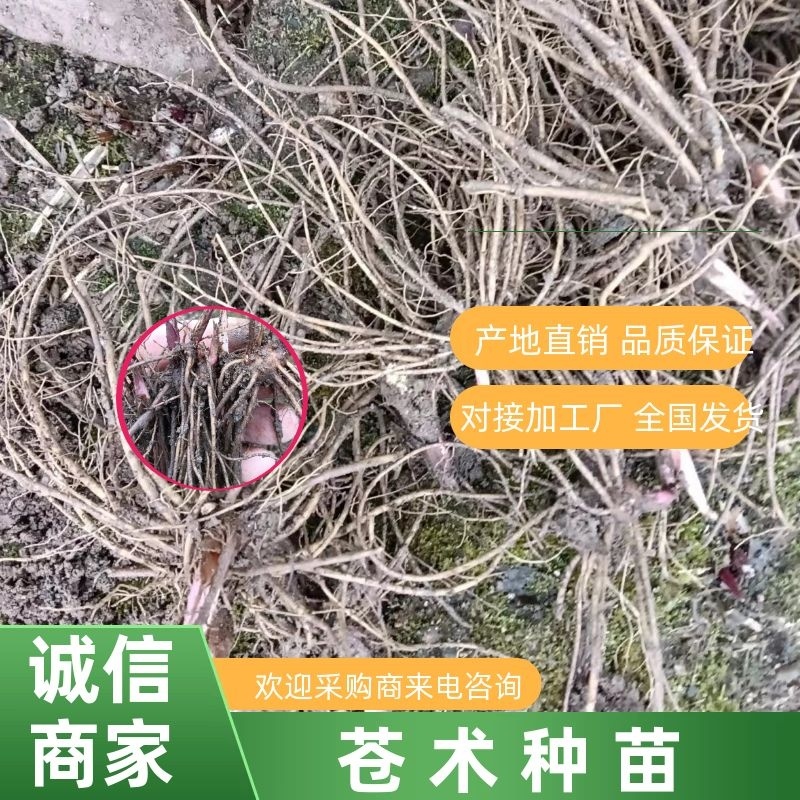 苍术种苗（关苍术），北苍术种苗，一年苗，二年苗