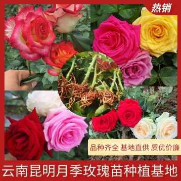 云南月季扦插苗玫瑰苗10个品种混发根系好叶片清秀基地直供