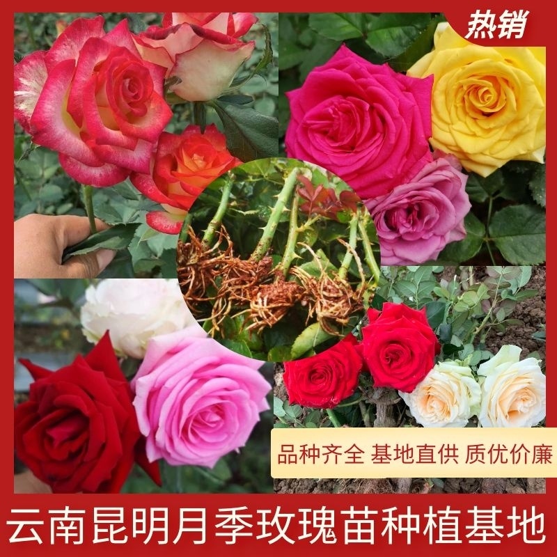 云南月季扦插苗玫瑰苗10个品种混发根系好叶片清秀基地直供