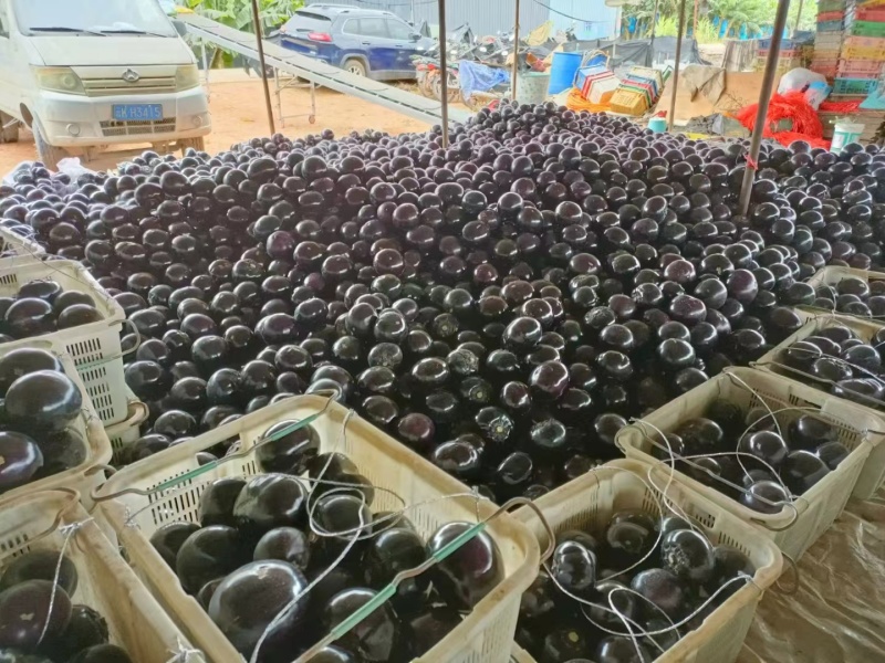精品圆茄一手货源基地直发现摘现发质量保障视频看货