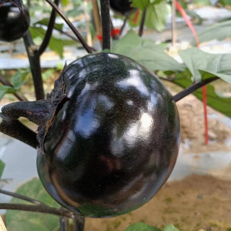精品圆茄一手货源基地直发现摘现发质量保障视频看货