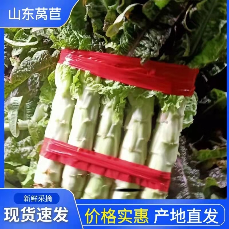 山东沂南红尖叶莴苣.莴笋已经大量上市.产地代收