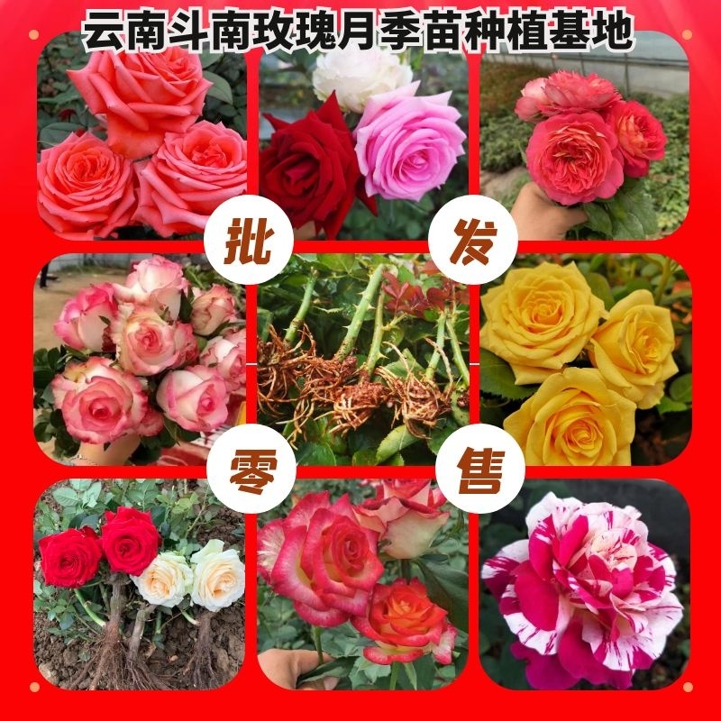 云南月季扦插苗玫瑰苗10个品种混发根系好叶片清秀基地直供