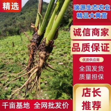 大黄苗、精选高庄老品种改良，基地直供批发，马蹄大黄大叶高