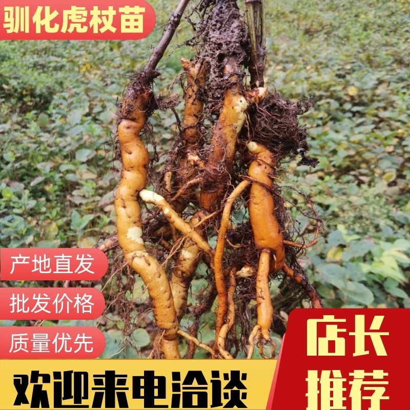 虎杖苗、驯化精选苗精品货源。诚信经营报价真实