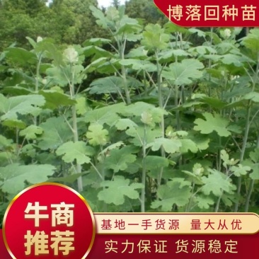 博落回种苗、博落回当年收，高产驯化苗品种纯正