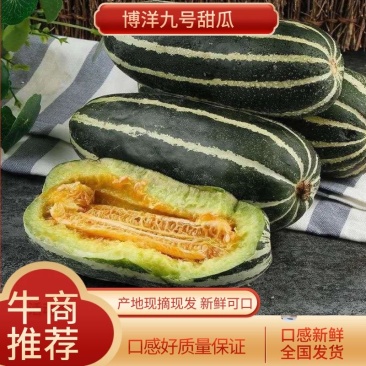【好货推荐】甜瓜，博洋九号甜瓜，皮薄脆甜新鲜直达量大优惠