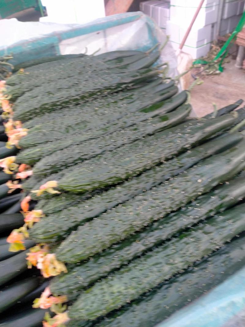 山东黄瓜精品油亮密刺黄瓜大量上市一手货源产地直发