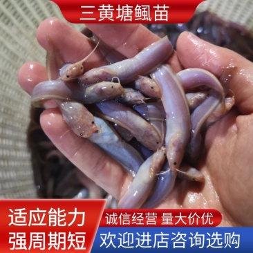 （精选优质）广东塘鲺鱼苗三黄塘鲺苗适应能力强周期短