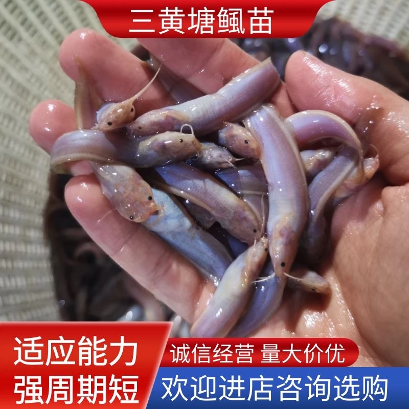 （精选优质）广东塘鲺鱼苗三黄塘鲺苗适应能力强周期短