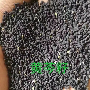 【出芽率高】黄芪种子质量保证全国发货量大从优电话咨询