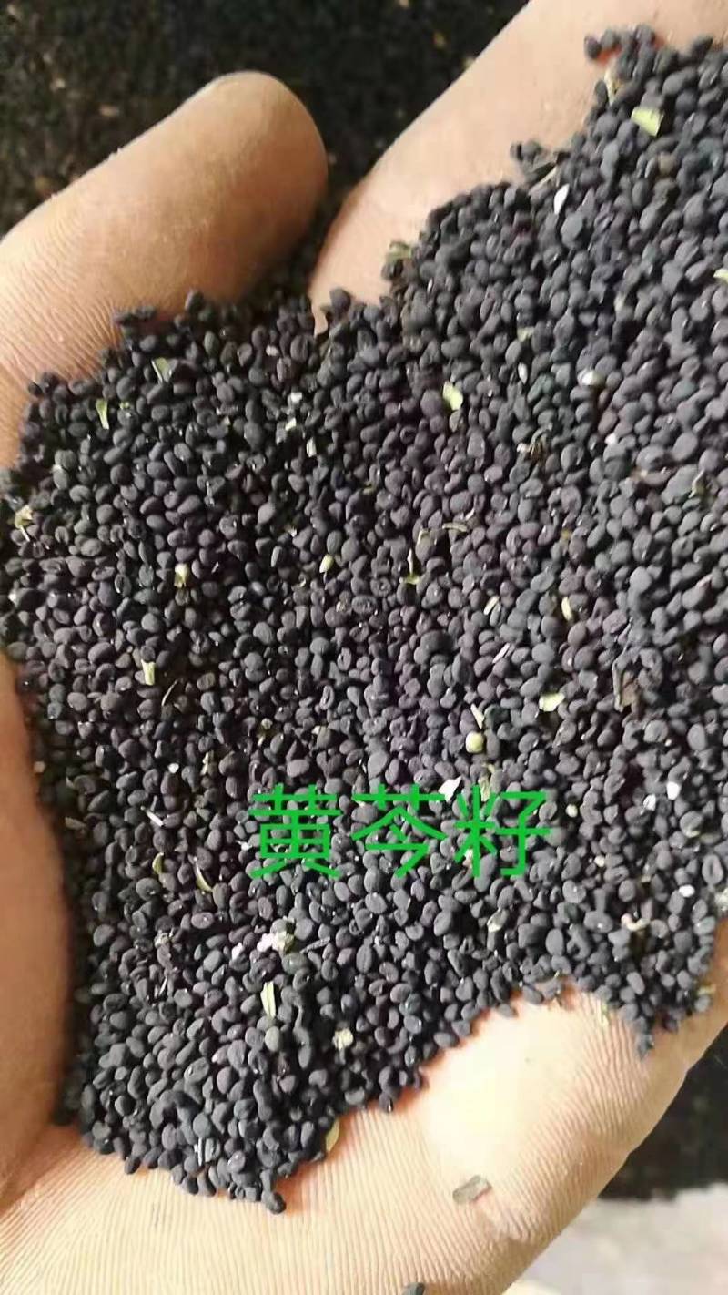 【出芽率高】黄芪种子质量保证全国发货量大从优电话咨询