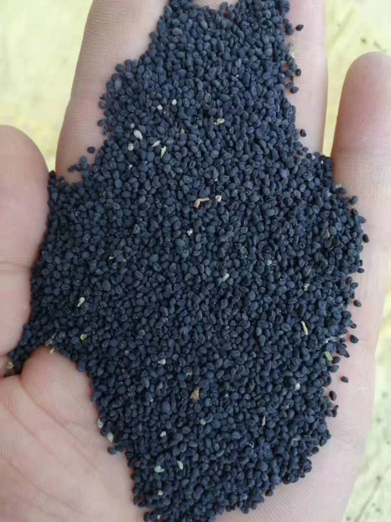 【出芽率高】黄芪种子质量保证全国发货量大从优电话咨询